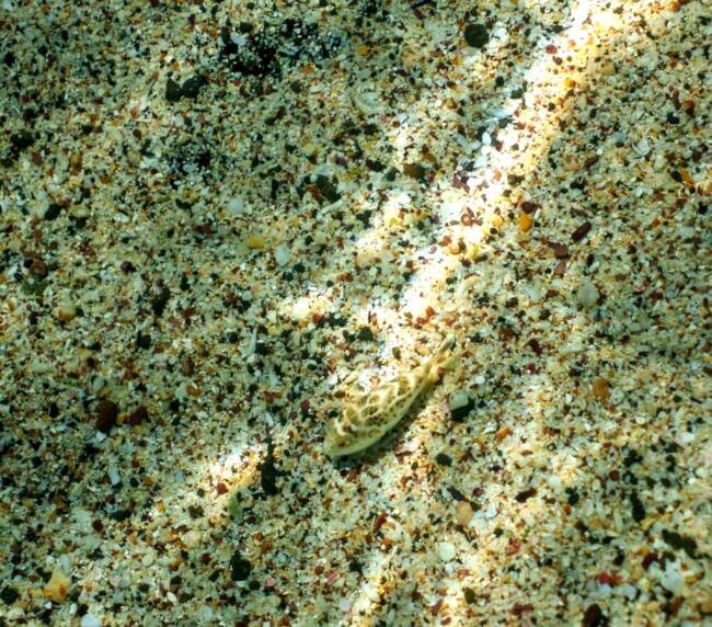 Tambulero (Haematopus palliatus galapagensis) en Galápagos