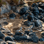 Lobos marinos y pájaros en Isla Lobos