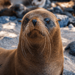 Lobo marino en Isla Lobos