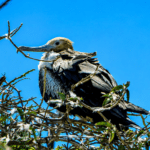 Fragata magnífica en Isla Lobos