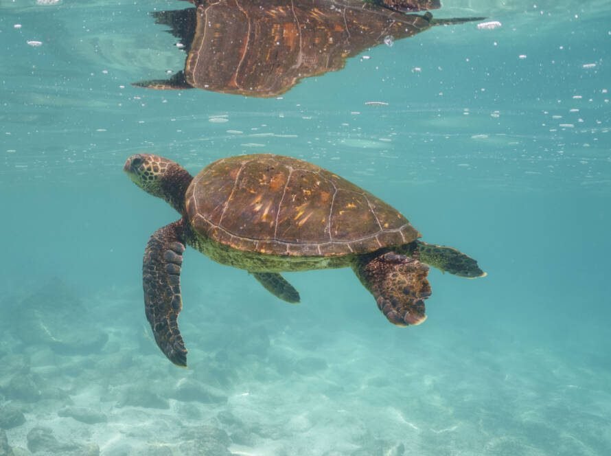 Tortuga verde (Chelonia mydas) en Galápagos